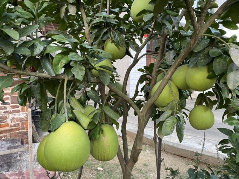 文旦柚柚子苗蜜柚果大味甜嫁接苗湖南果苗基地