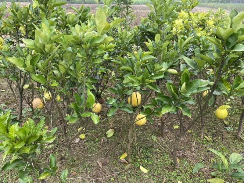 文旦柚柚子苗蜜柚果大味甜嫁接苗湖南果苗基地