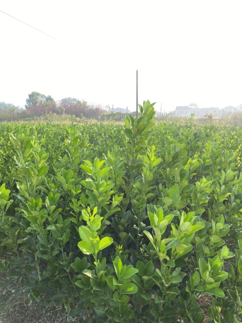 文旦柚柚子苗蜜柚果大味甜嫁接苗湖南果苗基地