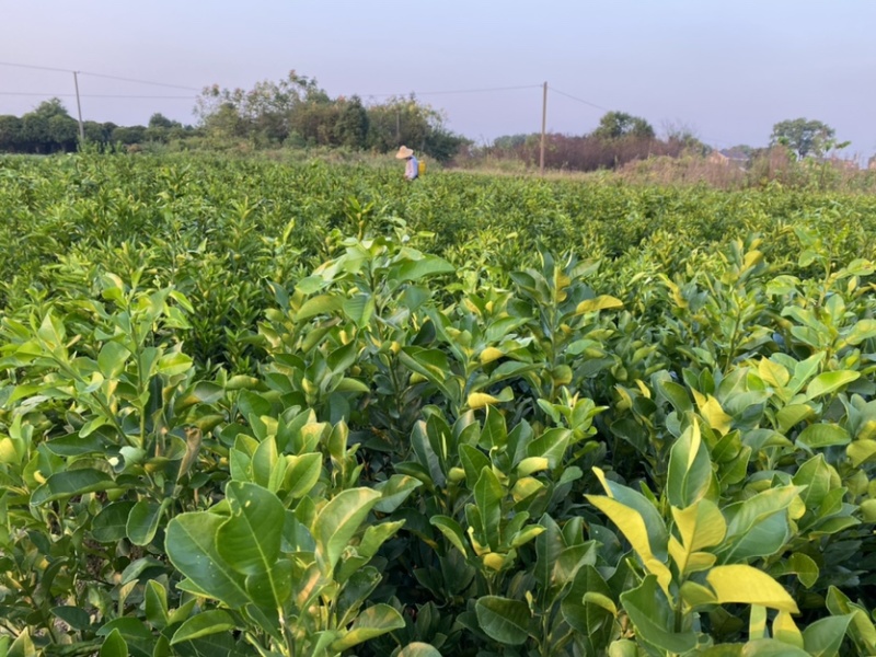 文旦柚柚子苗蜜柚果大味甜嫁接苗湖南果苗基地