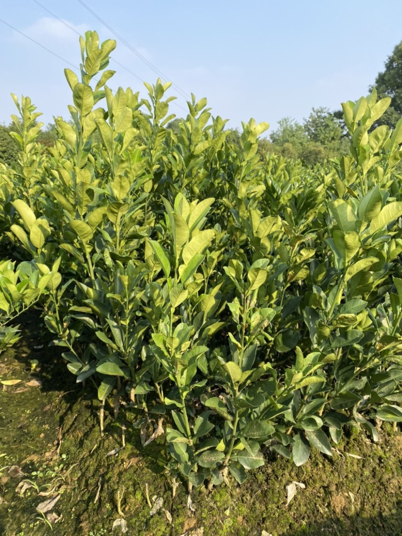 文旦柚柚子苗蜜柚果大味甜嫁接苗湖南果苗基地