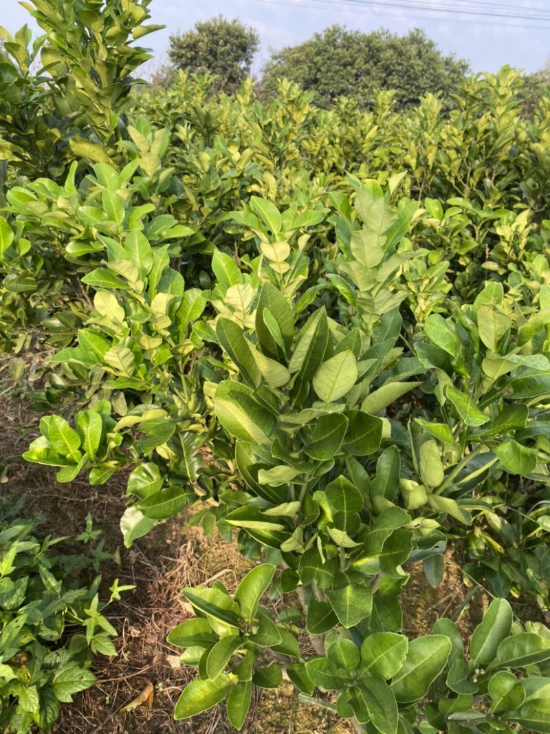 文旦柚柚子苗蜜柚果大味甜嫁接苗湖南果苗基地