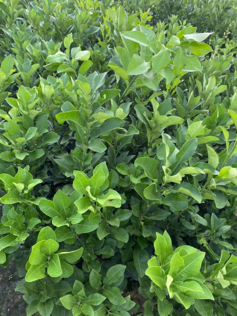 文旦柚柚子苗蜜柚果大味甜嫁接苗湖南果苗基地