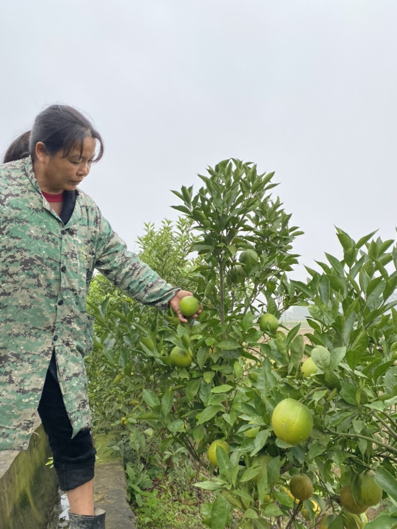 纽荷尔脐橙果苗高抗寒新品种湖南果苗基地