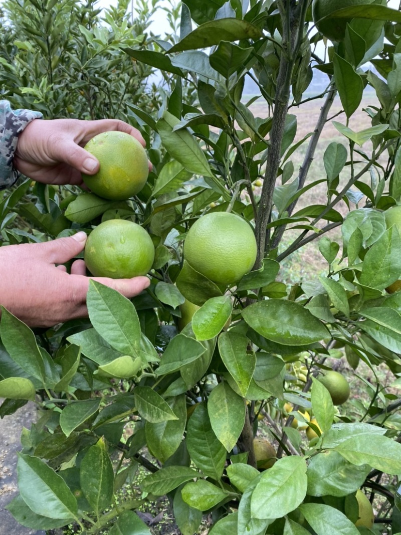 纽荷尔脐橙果苗高抗寒新品种湖南果苗基地