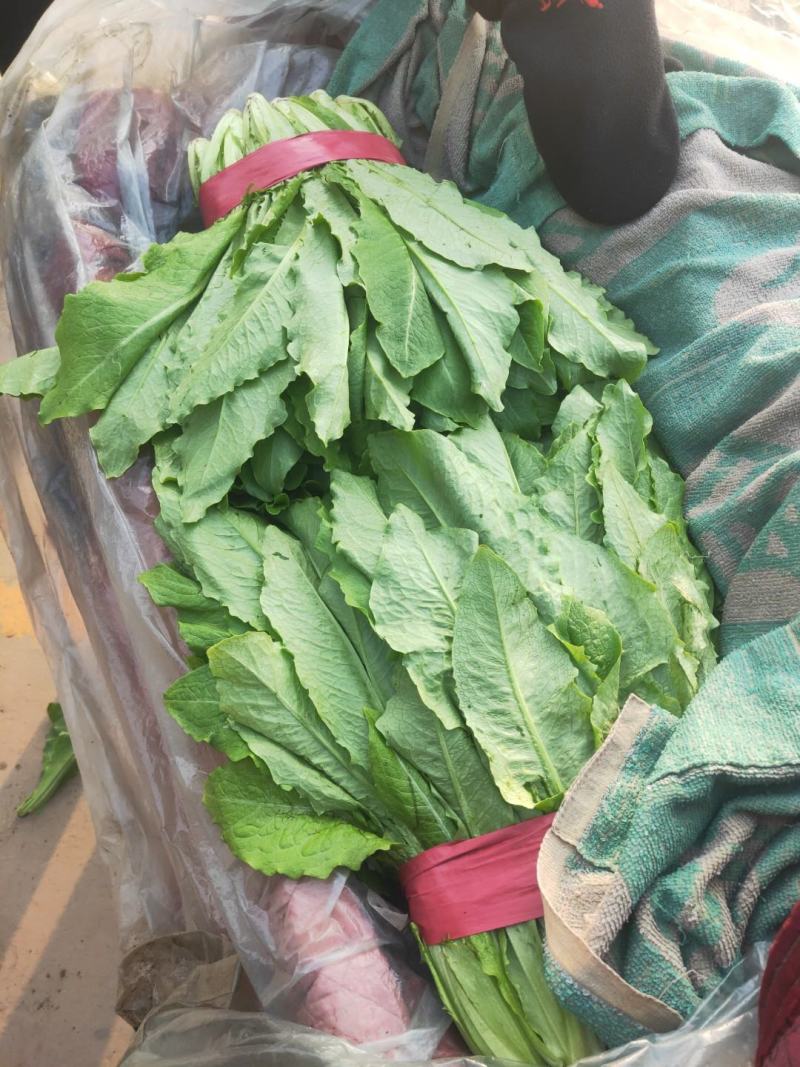 代购代销各种精品疏菜需要的老板联系，