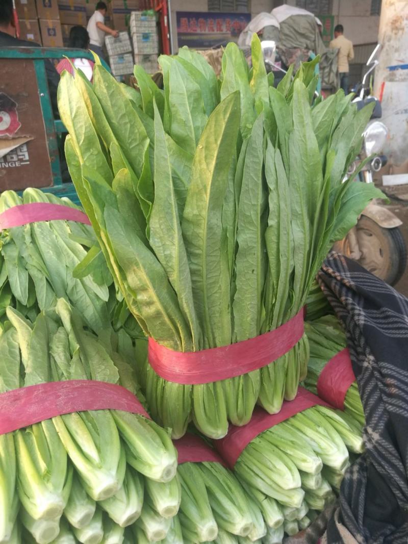 代购代销各种精品疏菜需要的老板联系，