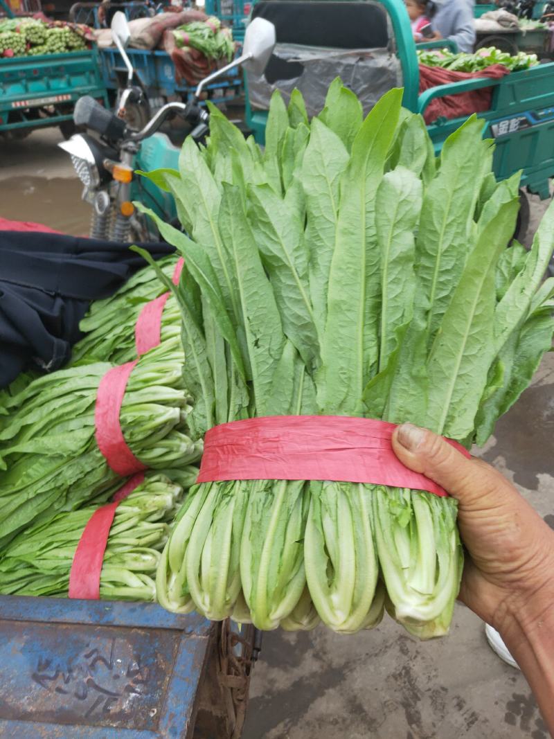 代购代销各种精品疏菜需要的老板联系，