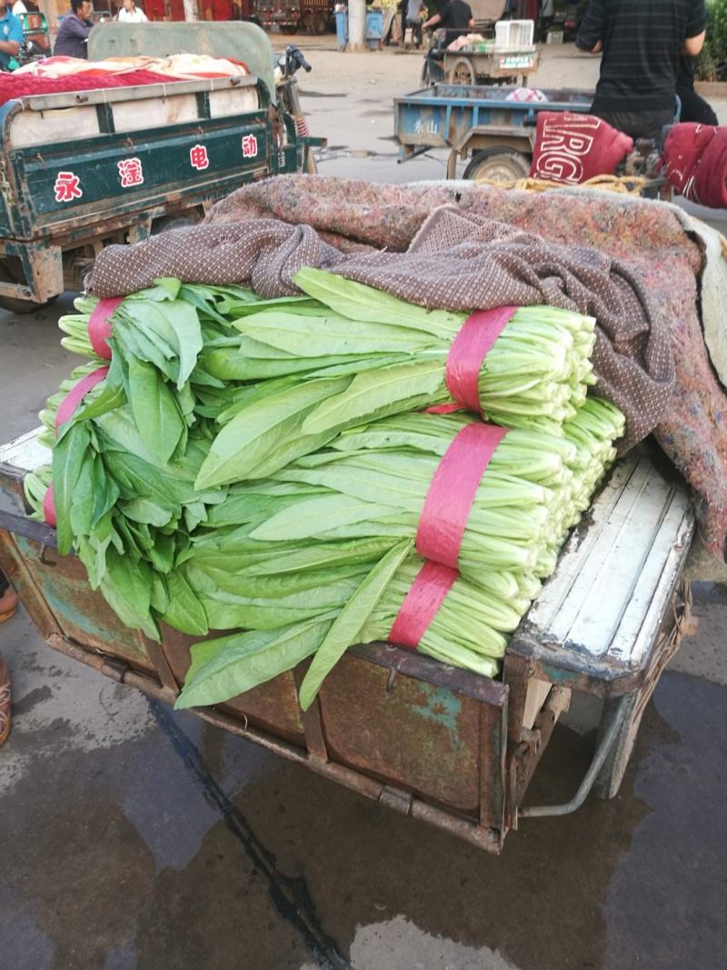 代购代销各种精品疏菜需要的老板联系，