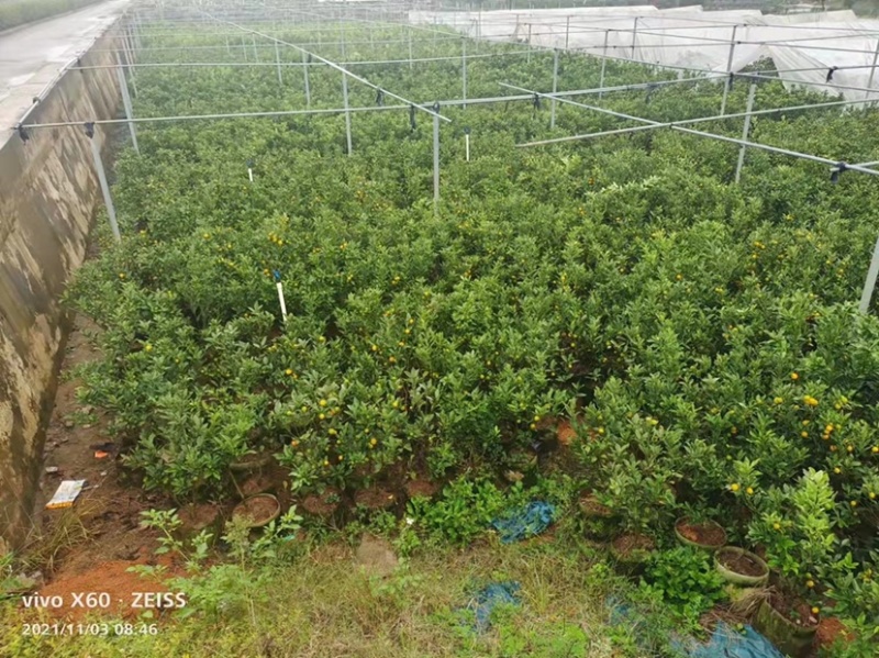 嫁接金桔树苗大苗杯苗金钱橘果苗大果脆皮清甜爽口盆栽