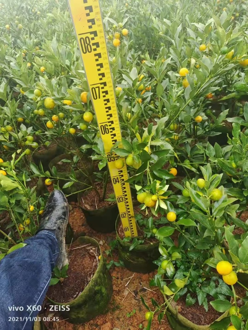 嫁接金桔树苗大苗杯苗金钱橘果苗大果脆皮清甜爽口盆栽