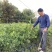嫁接金桔树苗大苗杯苗金钱橘果苗大果脆皮清甜爽口盆栽