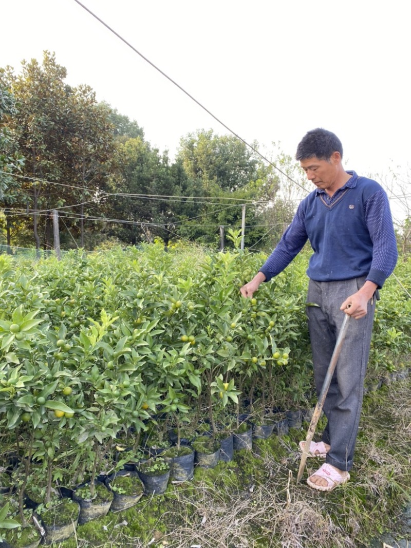 嫁接金桔树苗大苗杯苗金钱橘果苗大果脆皮清甜爽口盆栽