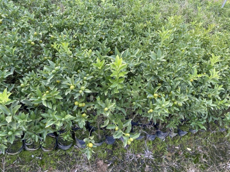 嫁接金桔树苗大苗杯苗金钱橘果苗大果脆皮清甜爽口盆栽