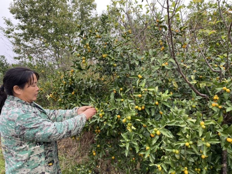 嫁接金桔树苗大苗杯苗金钱橘果苗大果脆皮清甜爽口盆栽