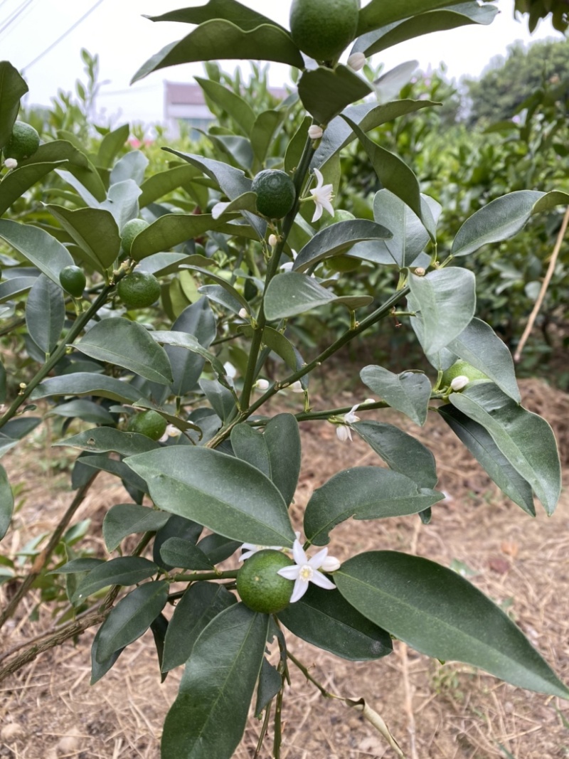 嫁接金桔树苗大苗杯苗金钱橘果苗大果脆皮清甜爽口盆栽