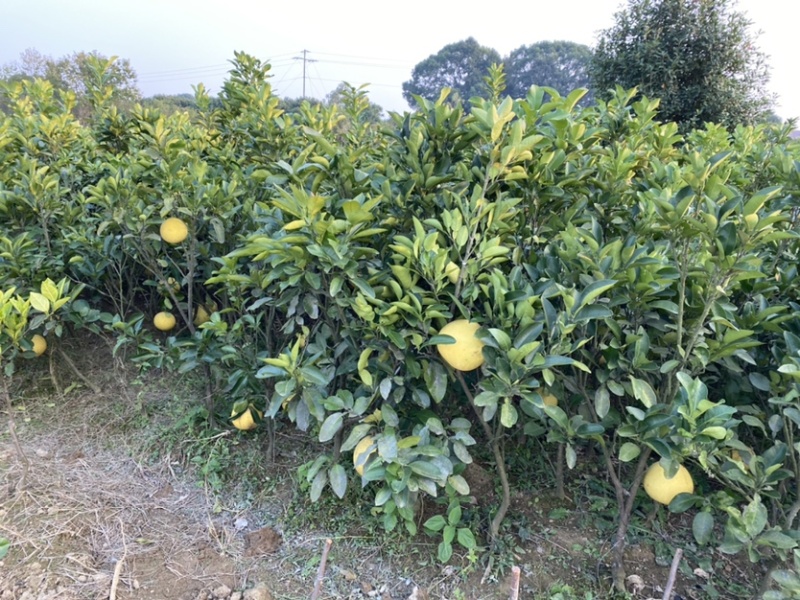 文旦柚柚子苗蜜柚果大味甜嫁接苗湖南果苗基地