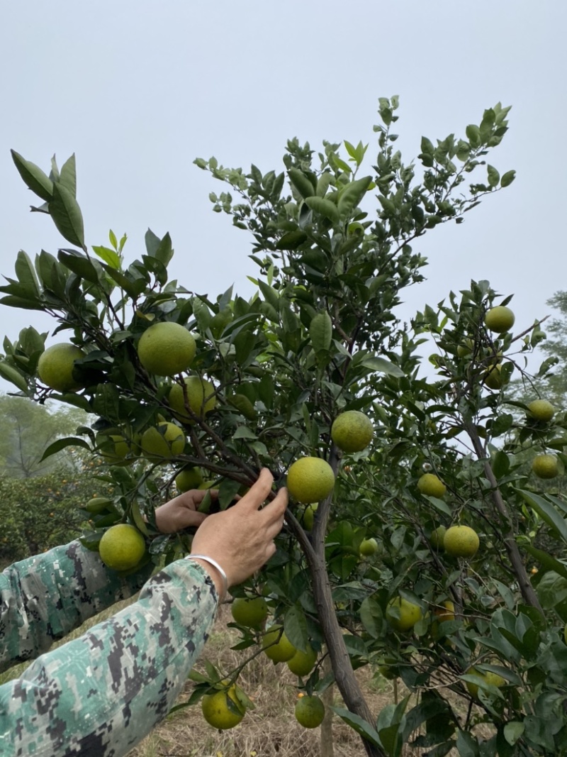 埃及糖橙苗甜橙苗橙子树苗纯甜湖南果苗基地
