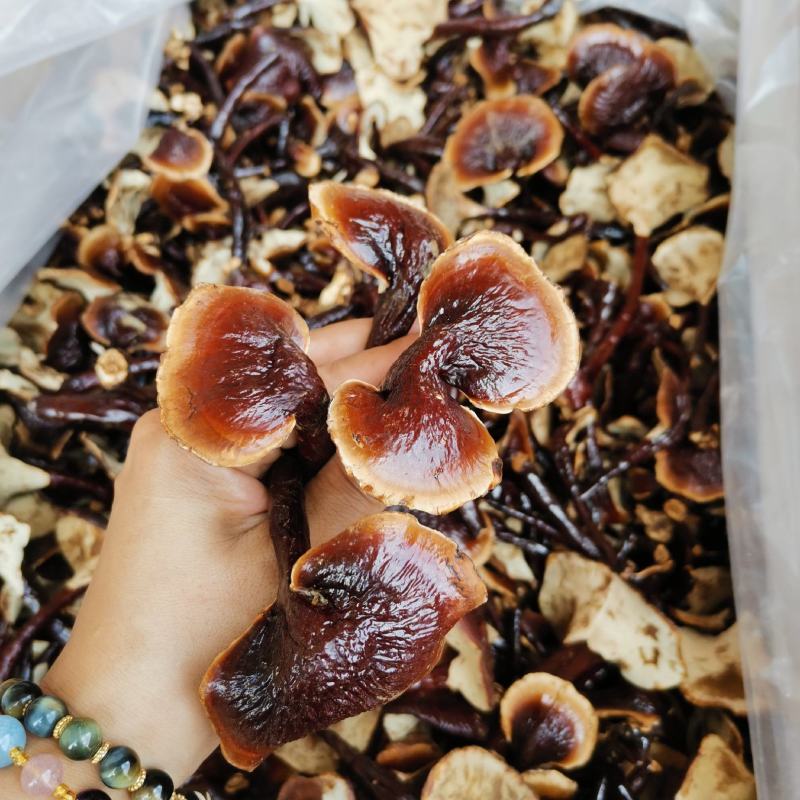 精选长白山长腿小金边灵芝