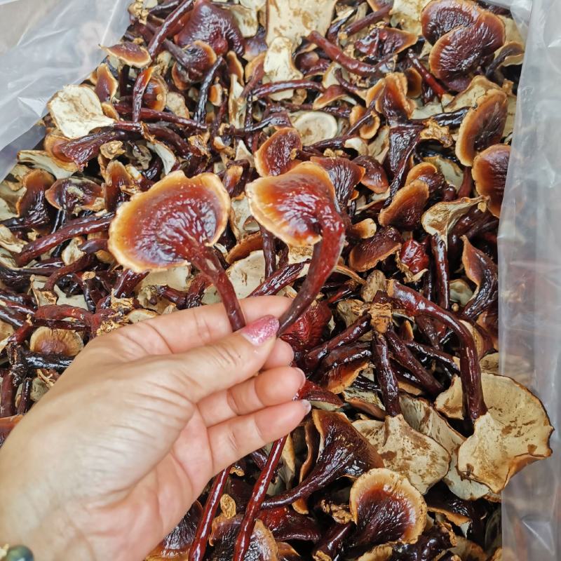 精选长白山长腿小金边灵芝