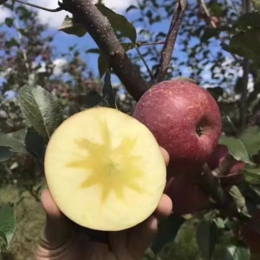 盐源糖心苹果，大量批发