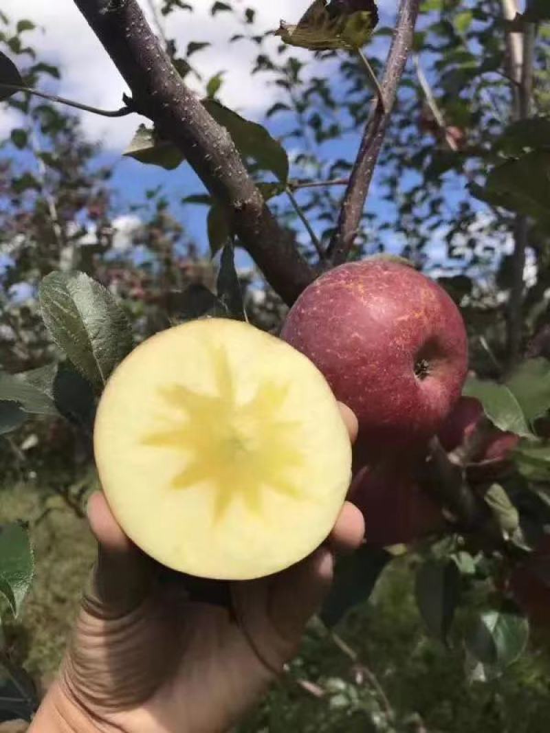 盐源糖心苹果，大量批发