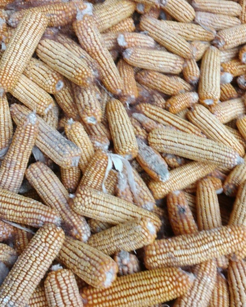 玉米