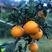 四川爱媛38号果冻橙，产地直销，自家种植