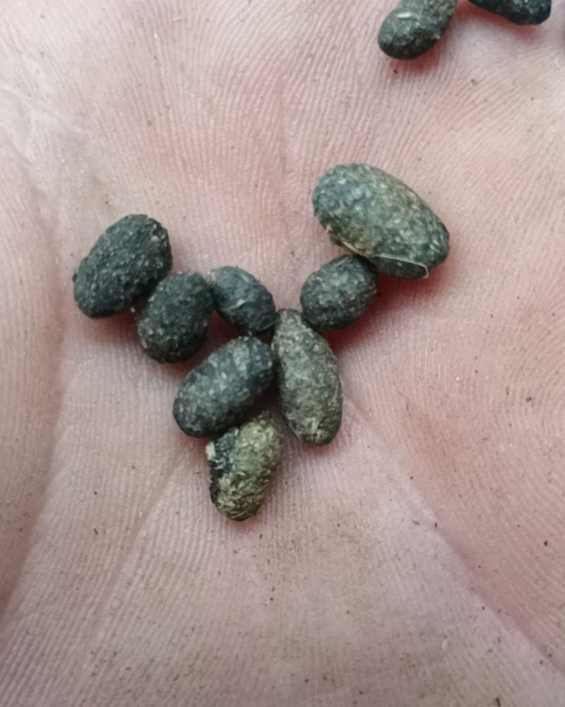 五灵脂净货糖灵脂康辰药业批发各种中药材