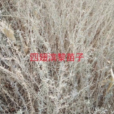 四翅滨藜种子