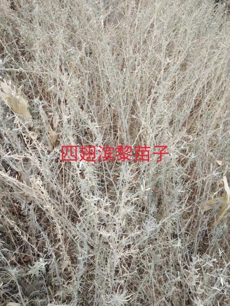 四翅滨藜种子