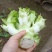 广安武胜基地儿菜净菜儿菜毛菜儿菜