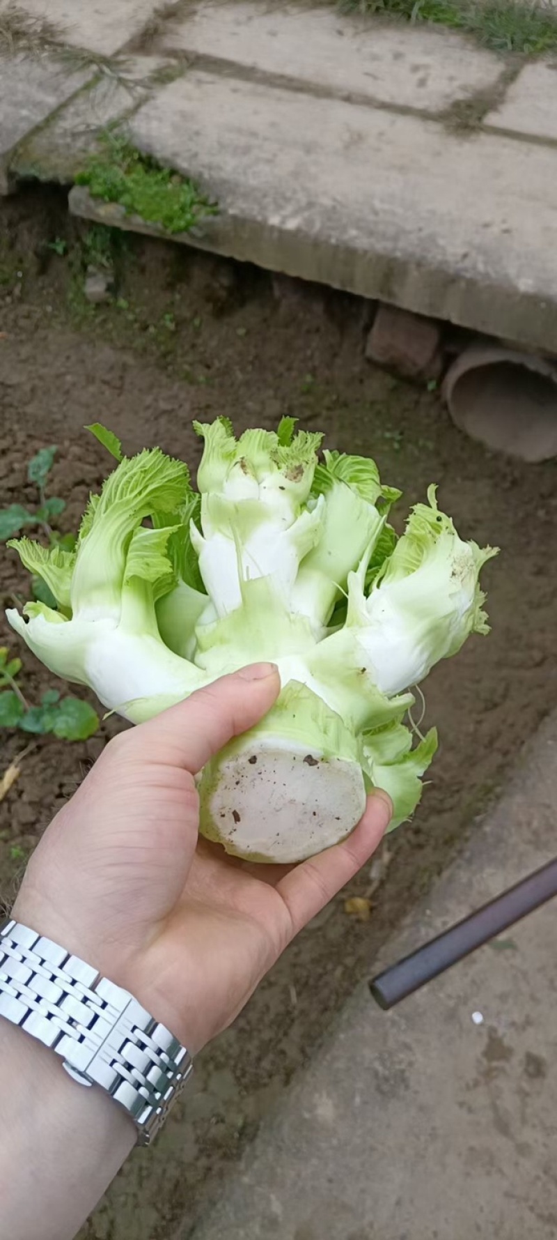 广安武胜基地儿菜净菜儿菜毛菜儿菜