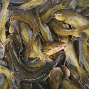 需要成品鱼，虾，乌龟放鱼塘水库的品种:规格齐全哈