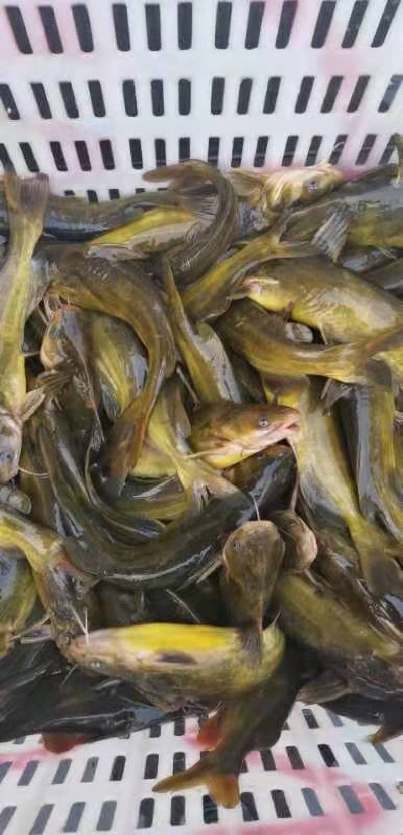 需要成品鱼，虾，乌龟放鱼塘水库的品种:规格齐全哈