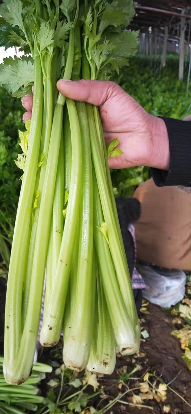 安徽宿州黄金芹西芹芹菜五指芹玉金香芹产地直发