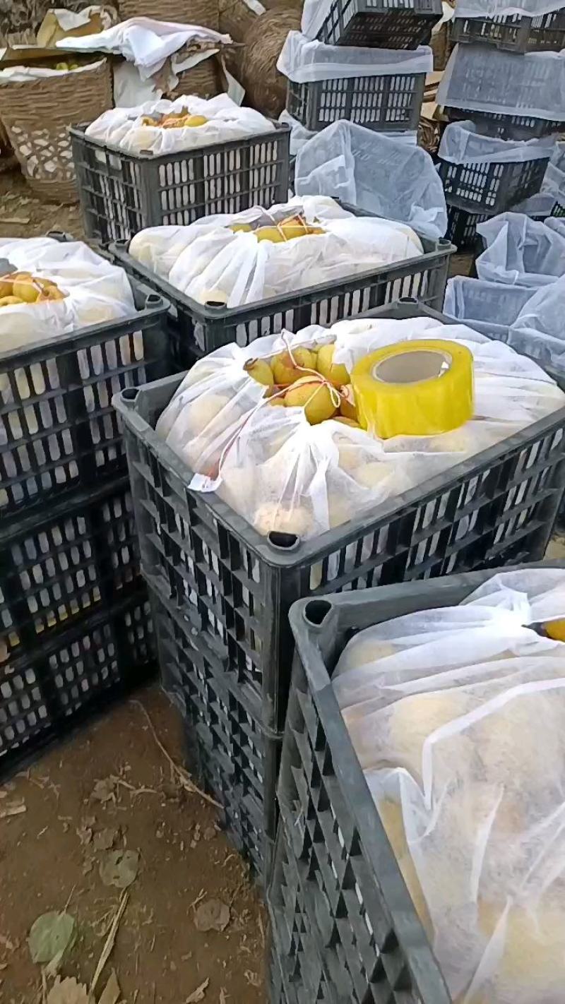 正宗东北大白梨口感好皮毛亮价格低一手货源可视频看货
