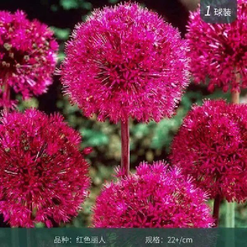 大花葱花种球荷兰耐寒多易活盆栽植物室内外庭院地栽当年开花