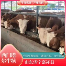 西门塔尔牛犊改良肉牛买十送二全国免费运输支持货到付款