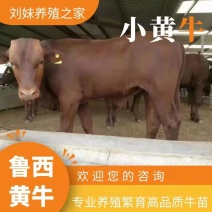 鲁西小黄牛鲁西牛犊肉牛西门塔尔牛小牛犊牛犊全国