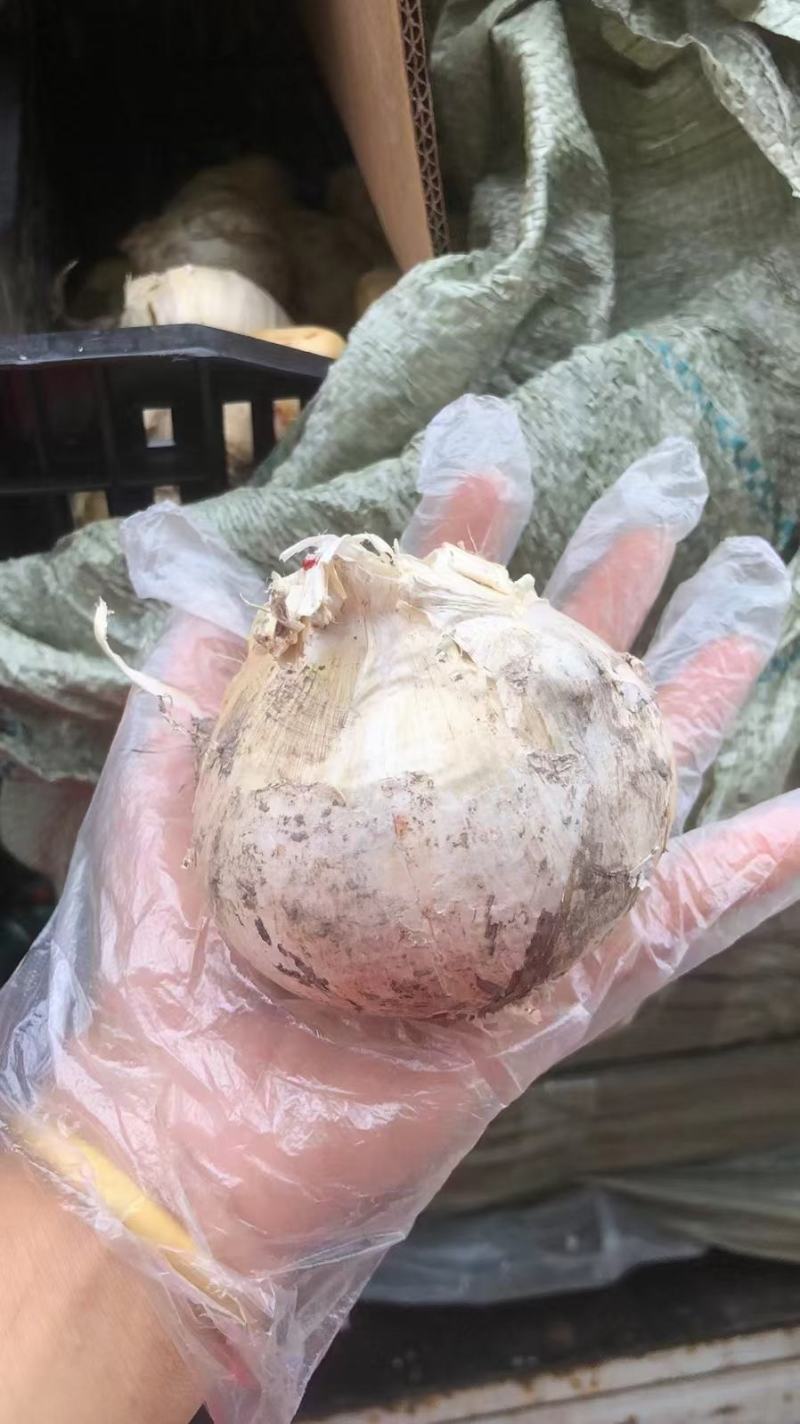 大花葱花种球荷兰耐寒多易活盆栽植物室内外庭院地栽当年开花