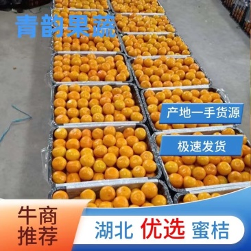 湖北柑桔椪柑新鲜采摘专业代收代办提供一条龙服务货源充足