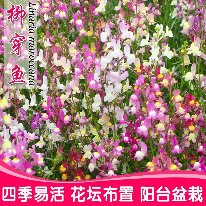 柳穿鱼种子混色四季播种开花姬金鱼草花种子冬季室外花卉种子