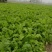 雪里红芥菜，诚实合作共贏，适合菜市场和超市或菜厂醃製。