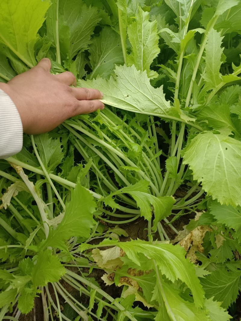 雪里红芥菜，诚实合作共贏，适合菜市场和超市或菜厂醃製。