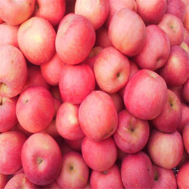青龙县，优质红富士苹果欢迎各位客商前来选购。