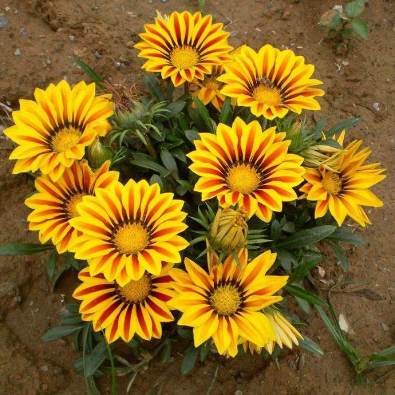 勋章菊种子四季花种子非洲太阳花菊花阳台庭院盆栽花种籽子