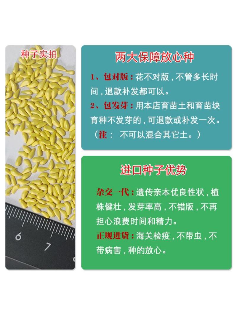 勋章菊种子四季花种子非洲太阳花菊花阳台庭院盆栽花种籽子