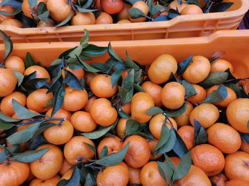 甜蜜蜜！广西桂北水果交易市场棉桔大量上市。