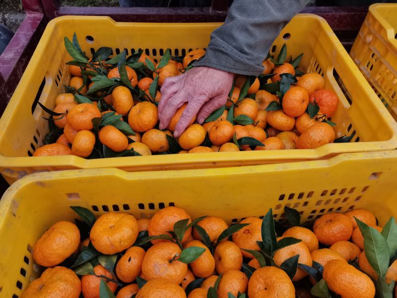 甜蜜蜜！广西桂北水果交易市场棉桔大量上市。